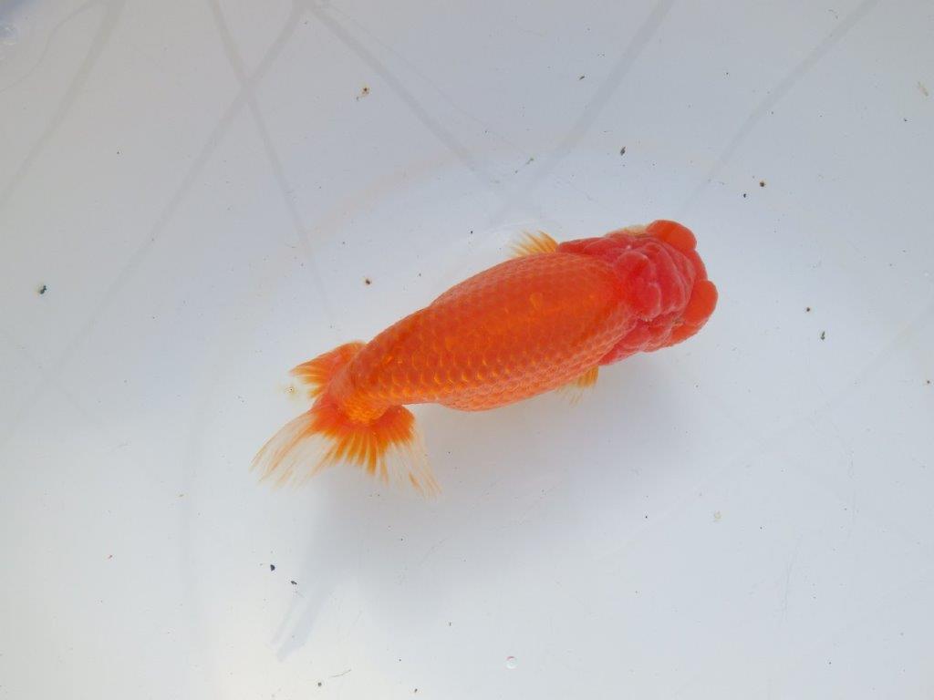 【愛知 石黒英明 氏】大きいサイズ！！明け二歳らんちゅう 約16㎝メス？