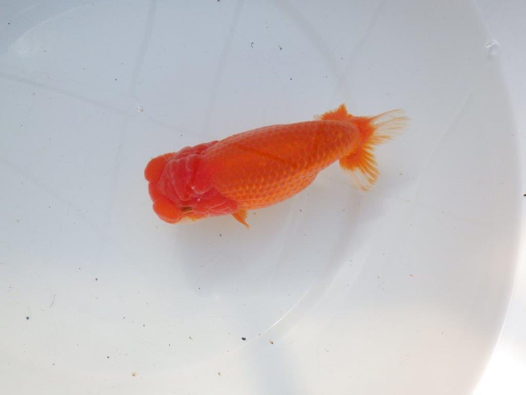 【愛知 石黒英明 氏】大きいサイズ！！明け二歳らんちゅう 約16㎝メス？