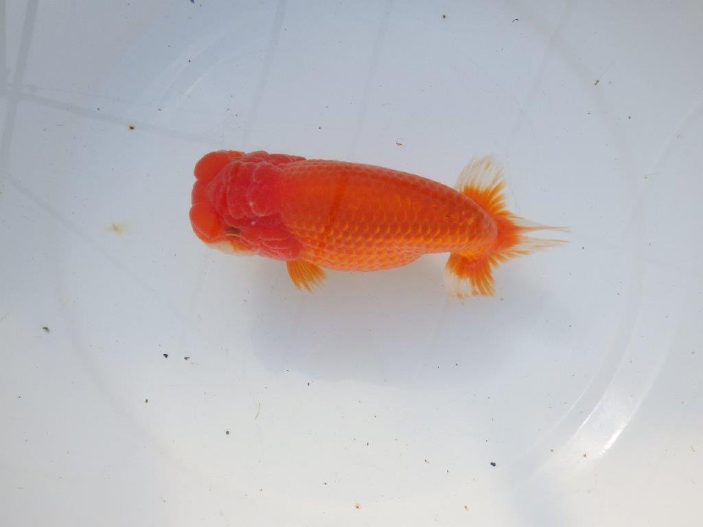 【愛知 石黒英明 氏】大きいサイズ！！明け二歳らんちゅう 約16㎝メス？