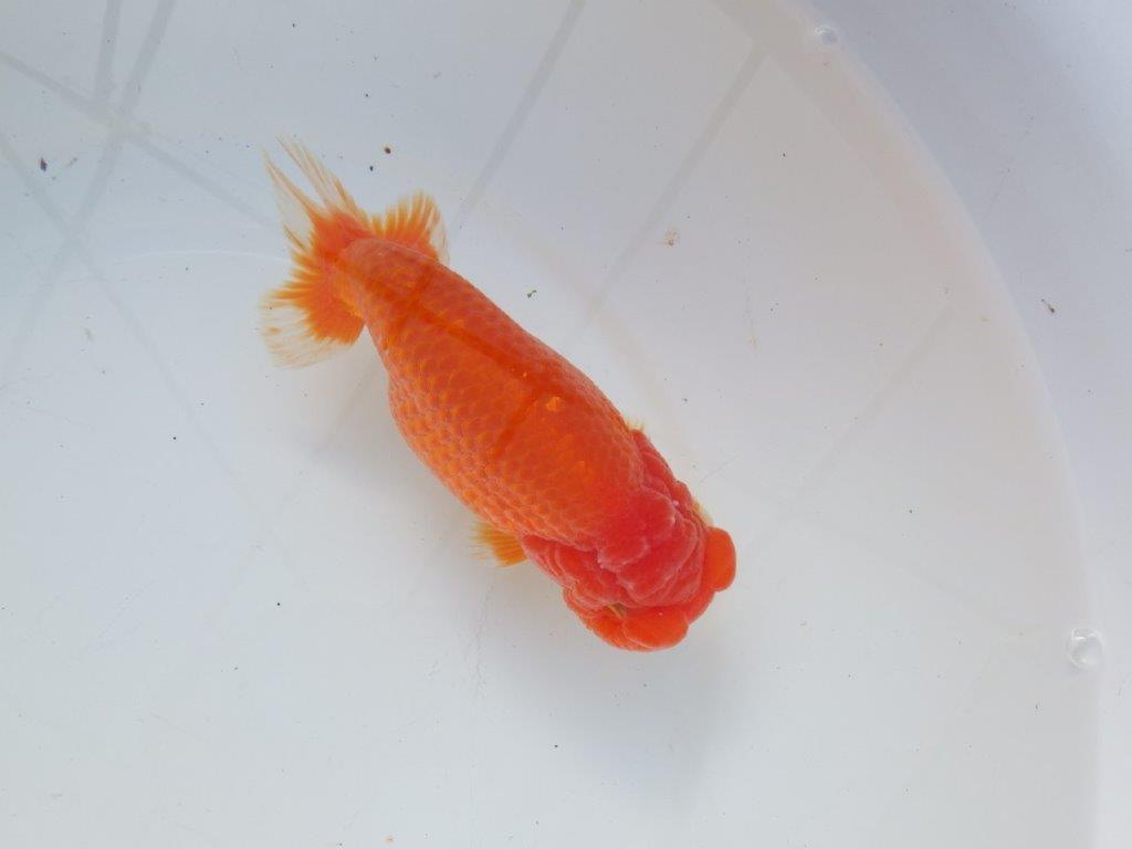 【愛知 石黒英明 氏】大きいサイズ！！明け二歳らんちゅう 約16㎝メス？の上身