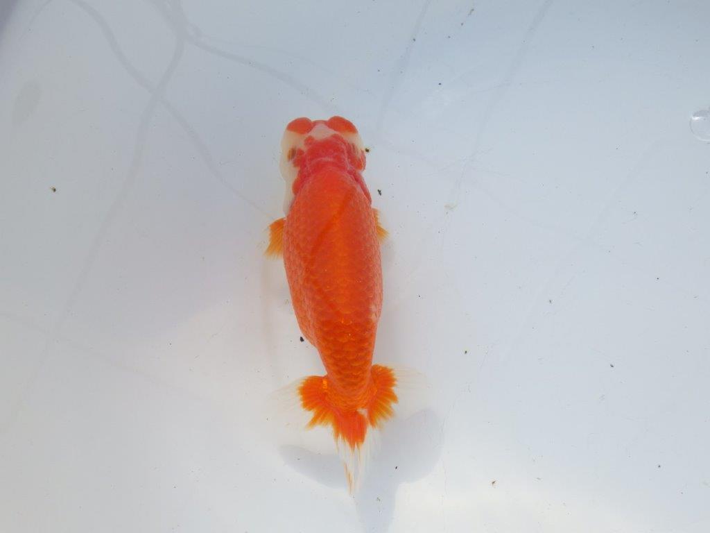 【愛知 石黒英明 氏】成長次第で！！明け二歳らんちゅう 約14㎝オス？