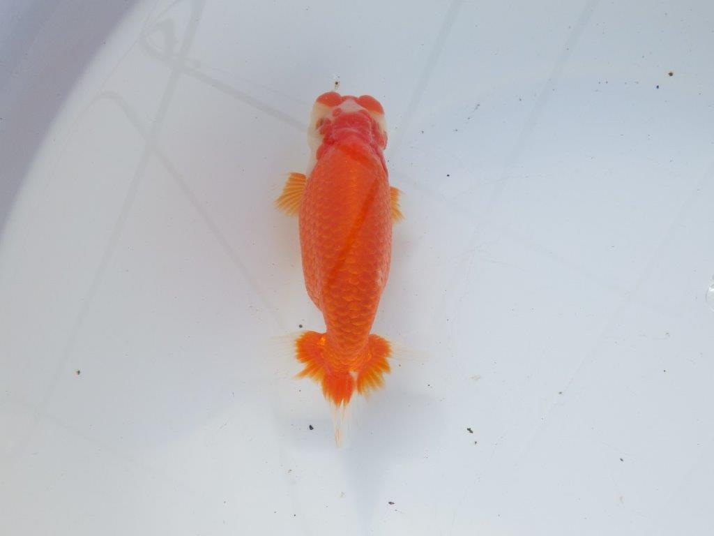 【愛知 石黒英明 氏】成長次第で！！明け二歳らんちゅう 約14㎝オス？