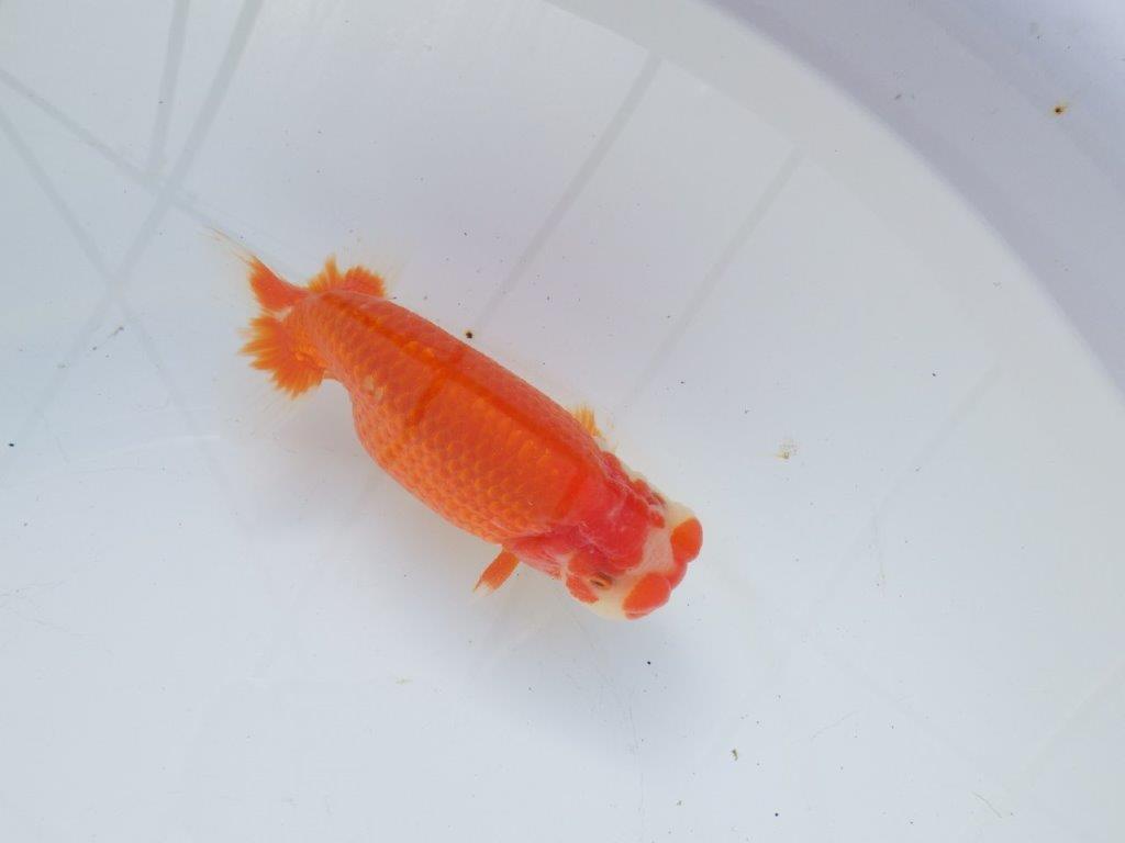 【愛知 石黒英明 氏】成長次第で！！明け二歳らんちゅう 約14㎝オス？