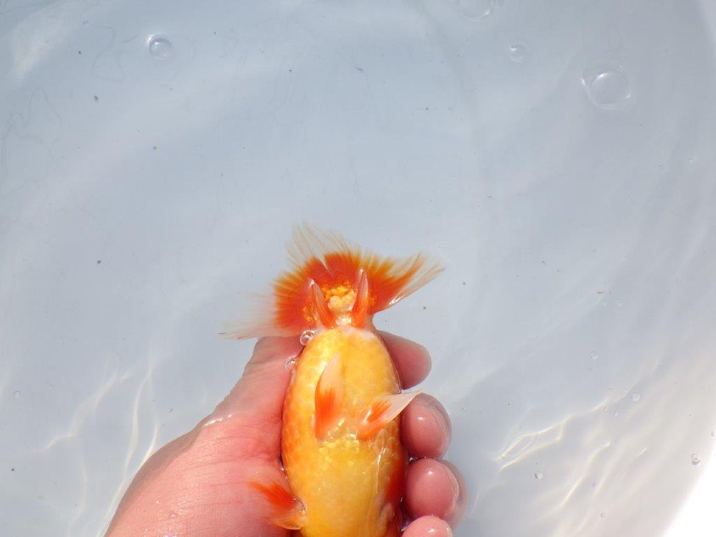 【愛知 石黒英明 氏】二歳会などに向けて!?明け二歳らんちゅう 約13,5㎝オス?