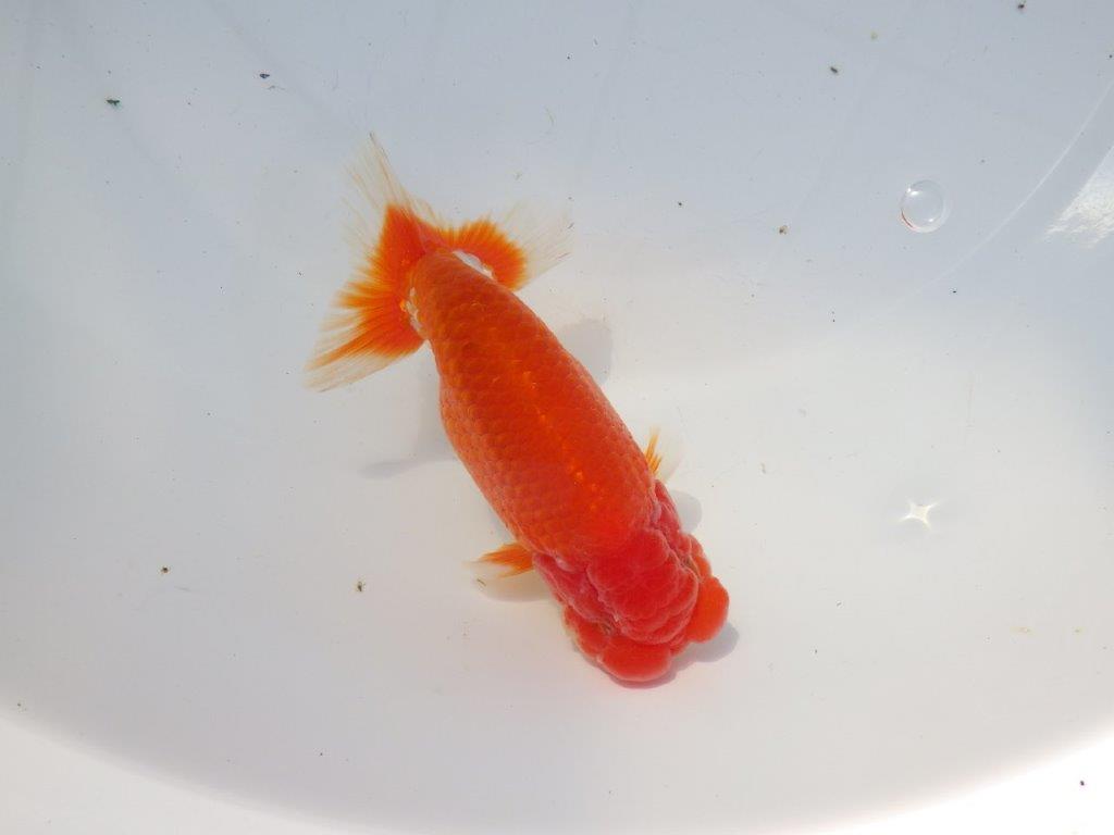 【愛知 石黒英明 氏】二歳会などに向けて!?明け二歳らんちゅう 約13,5㎝オス?