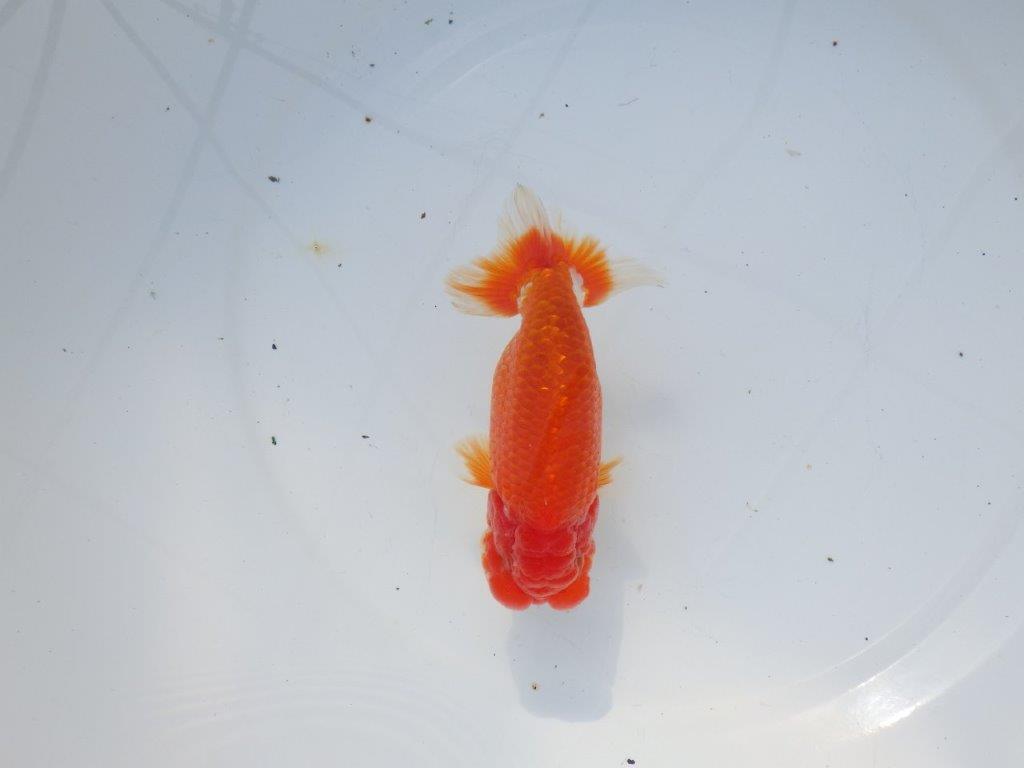 【愛知 石黒英明 氏】二歳会などに向けて!?明け二歳らんちゅう 約13,5㎝オス?