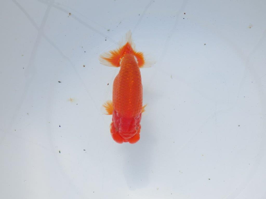 【愛知 石黒英明 氏】二歳会などに向けて!?明け二歳らんちゅう 約13,5㎝オス?