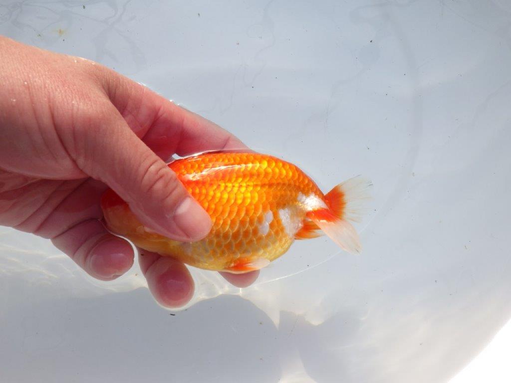 【愛知 石黒英明 氏】二歳会などに向けて!?明け二歳らんちゅう 約13,5㎝オス?