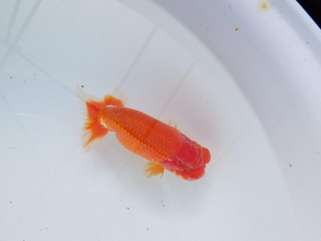 【愛知 石黒英明 氏】二歳会などに向けて!?明け二歳らんちゅう 約13,5㎝オス?