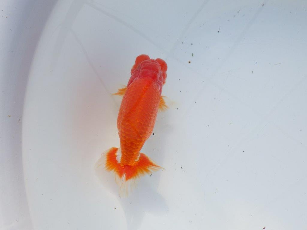 【愛知 石黒英明 氏】二歳会などに向けて!?明け二歳らんちゅう 約13,5㎝オス?