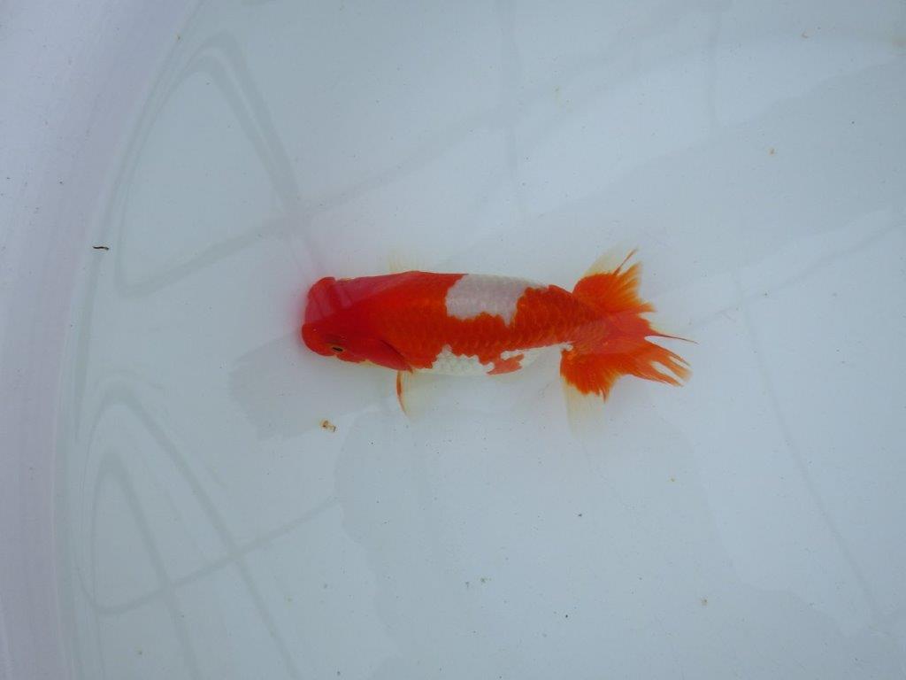 【愛知 石丸満春 氏】紅色の濃い健康的な発色が楽しめる 約13㎝オス?