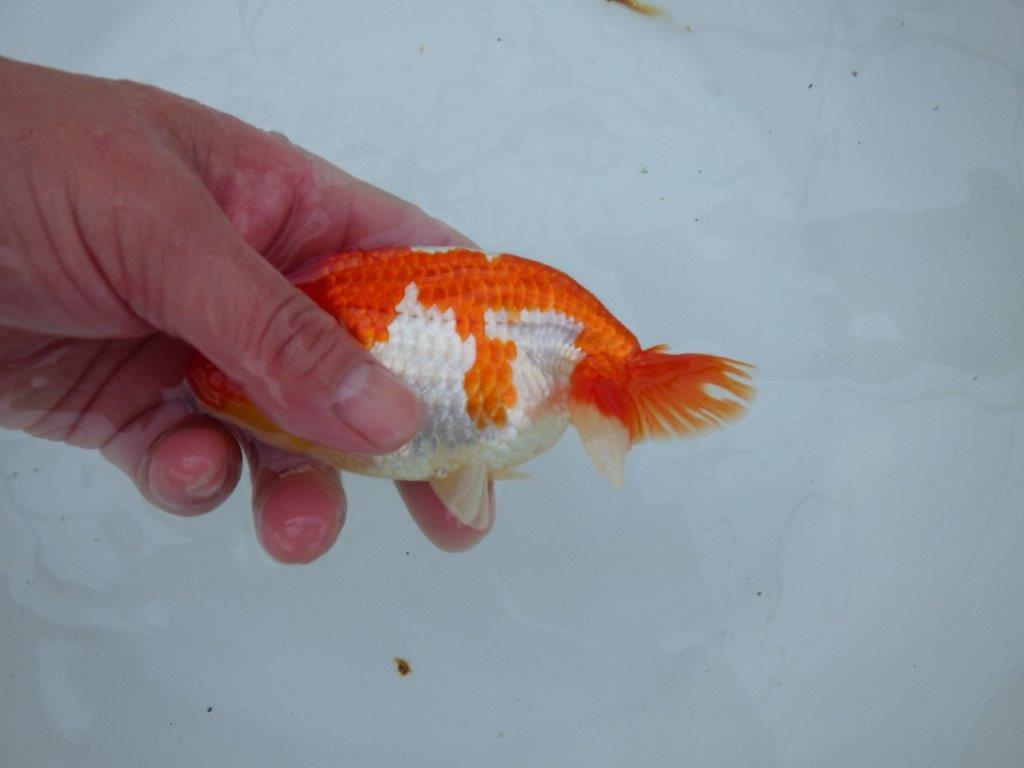 【愛知 石丸満春 氏】紅色の濃い健康的な発色が楽しめる 約13㎝オス?