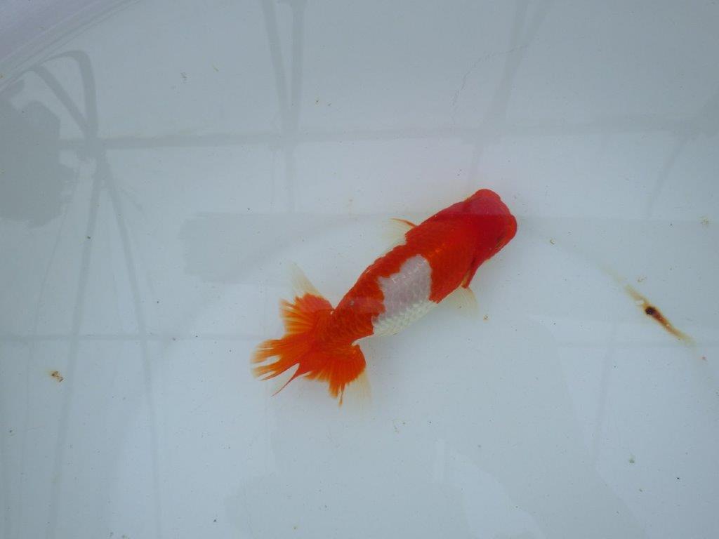 【愛知 石丸満春 氏】紅色の濃い健康的な発色が楽しめる 約13㎝オス?