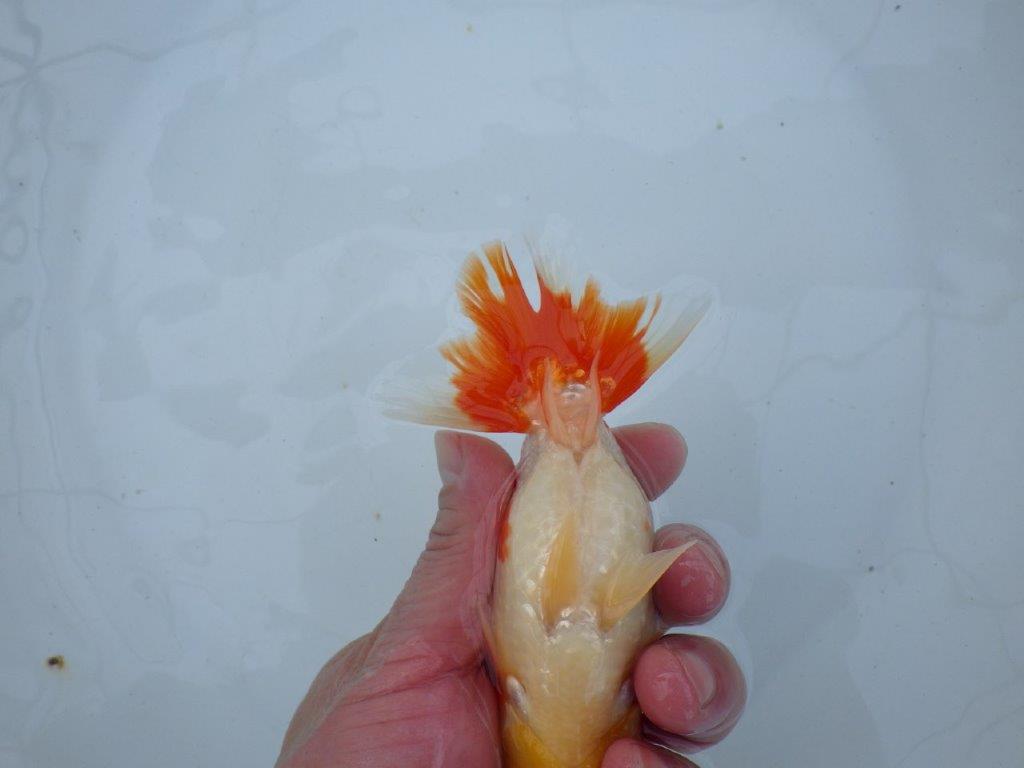 【愛知 石丸満春 氏】紅色の濃い健康的な発色が楽しめる 約13㎝オス?