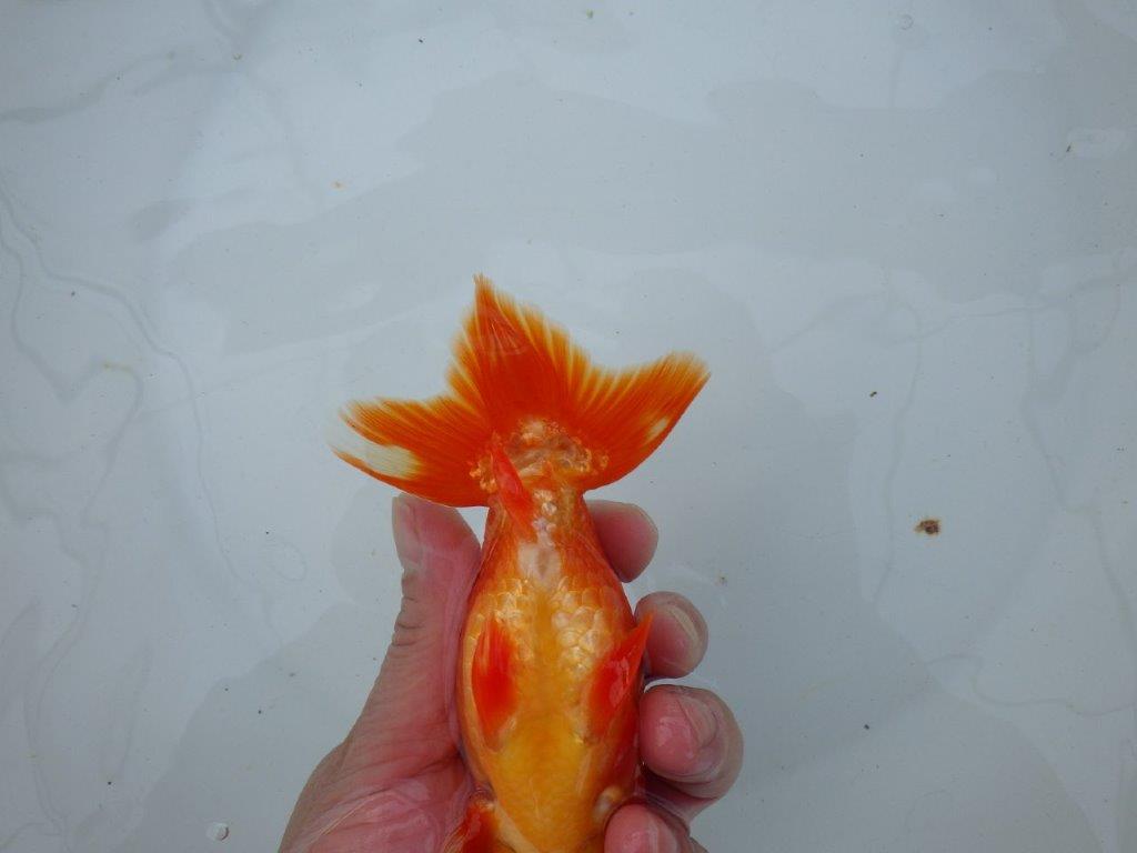 【愛知 石丸満春 氏】水槽映えする美しい色合い　 約13,5㎝オス？