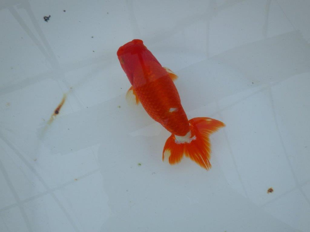 【愛知 石丸満春 氏】水槽映えする美しい色合い　 約13,5㎝オス？