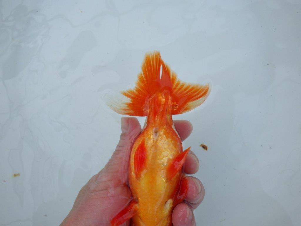 【愛知 石丸満春 氏】静止画像が上手に撮れませんでした・・　 約15,5㎝オス？