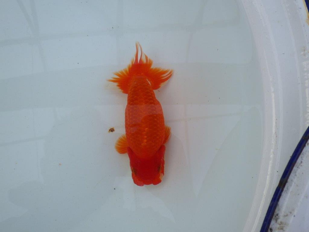 【愛知 石丸満春 氏】系統違いの種にもお勧め！　 約14,5㎝オス？