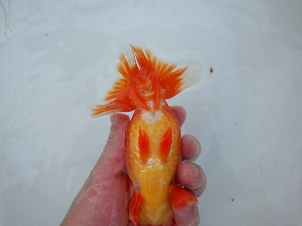 【愛知 石丸満春 氏】系統違いの種にもお勧め！　 約14,5㎝オス？