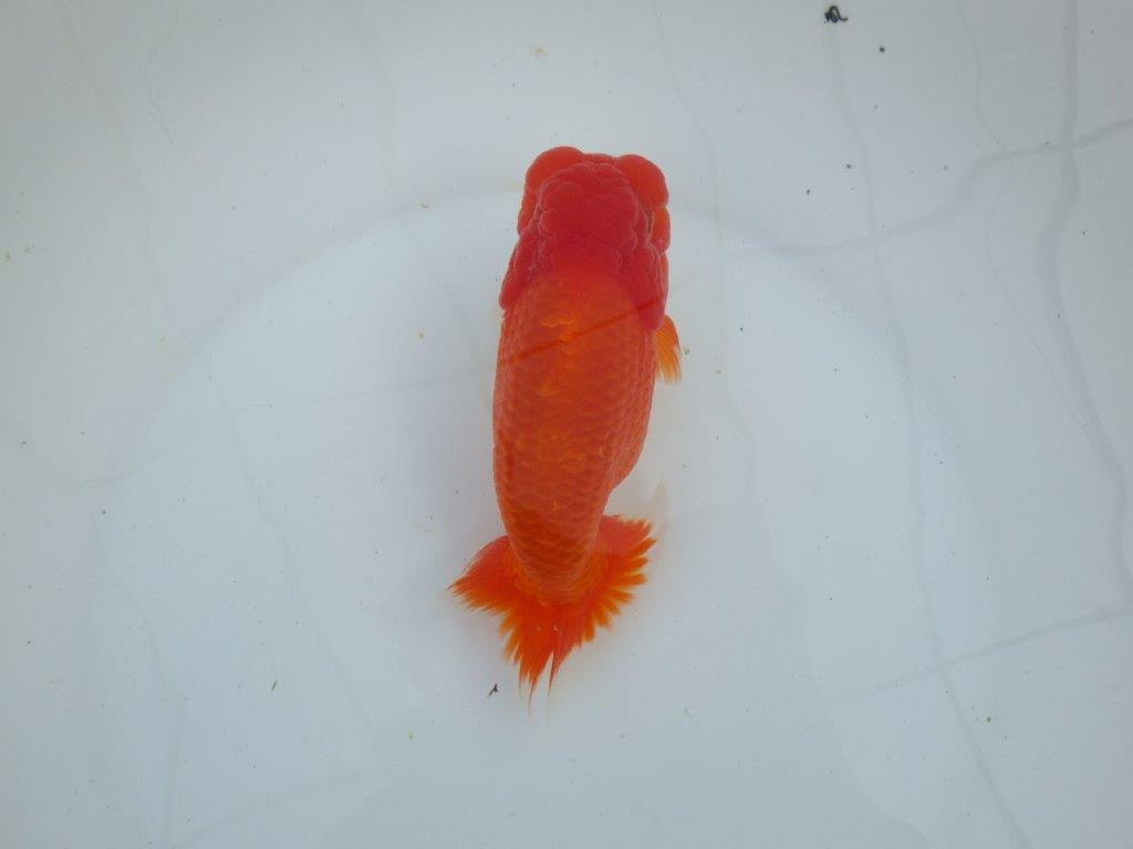 【愛知 石丸満春 氏】大迫力の三歳?らんちゅう 約17㎝オス?