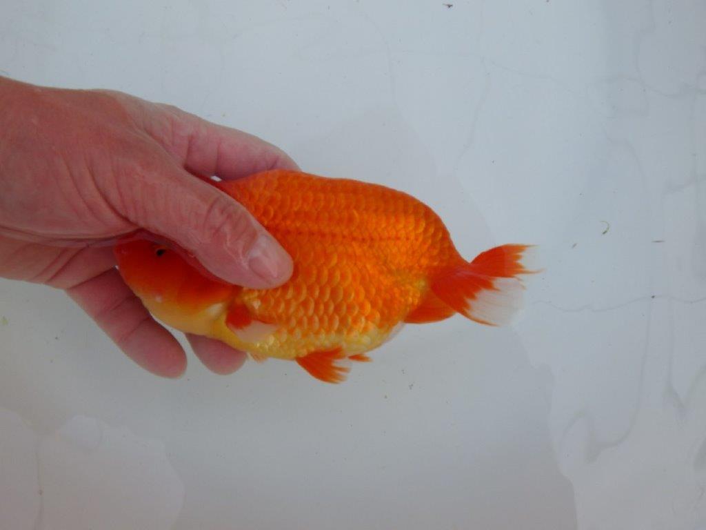 【愛知 石丸満春 氏】大迫力の三歳?らんちゅう 約17㎝オス?