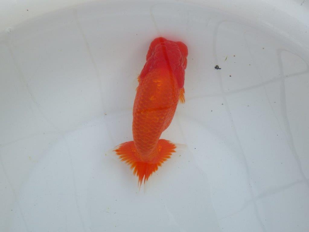 【愛知 石丸満春 氏】大迫力の三歳?らんちゅう 約17㎝オス?