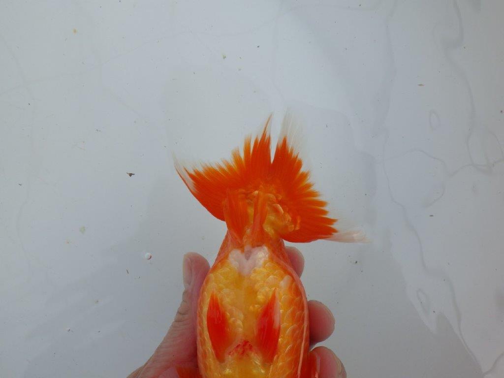 【愛知 石丸満春 氏】大迫力の三歳?らんちゅう 約17㎝オス?