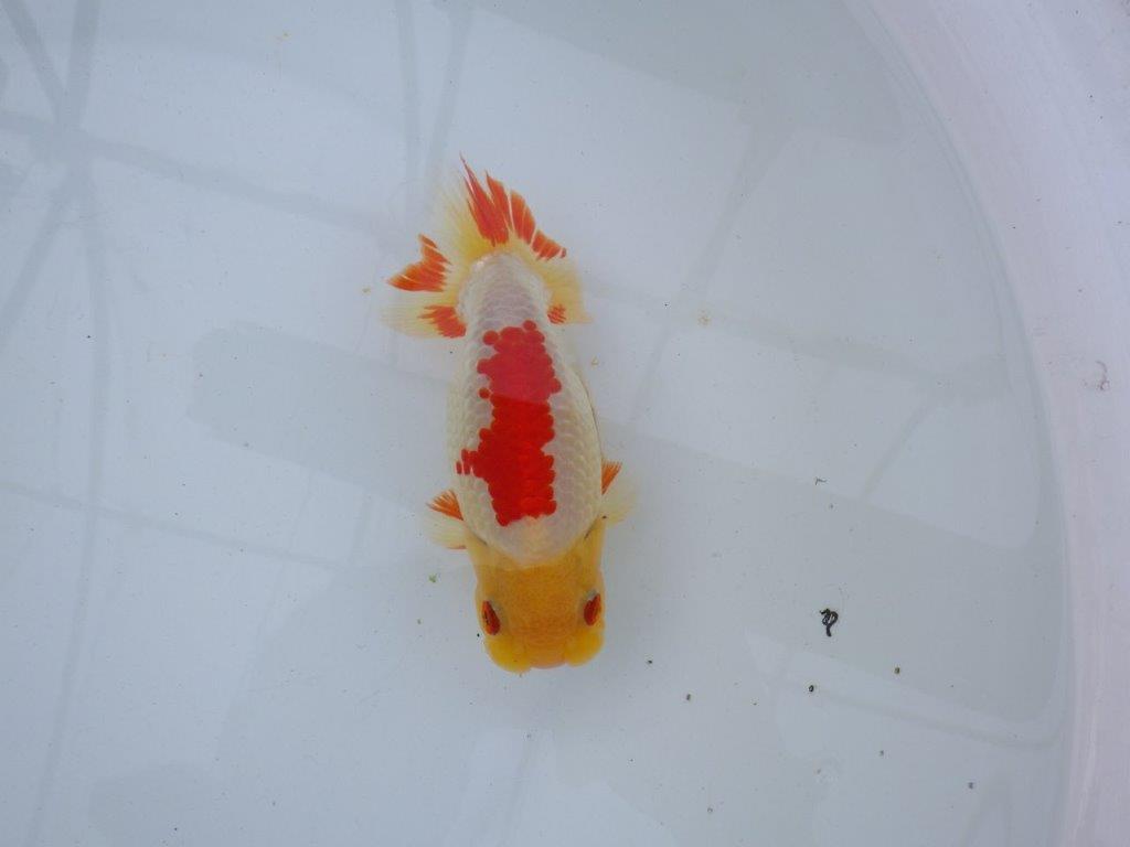 【愛知 石丸満春 氏】独特な色合いが楽しめる　 約14㎝オス？