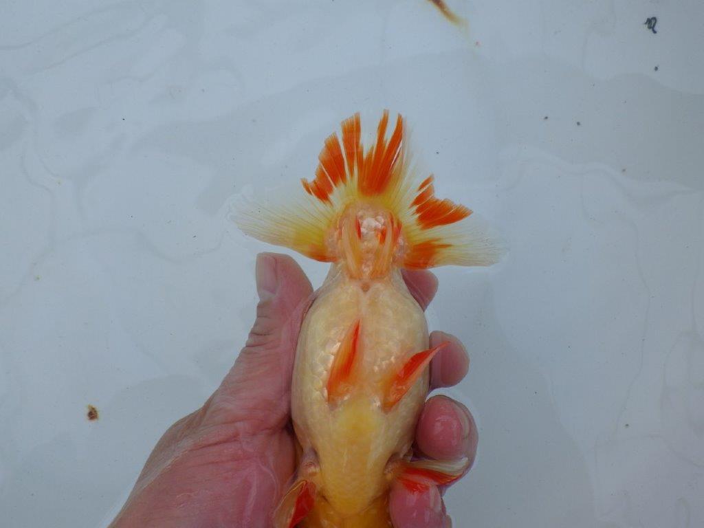 【愛知 石丸満春 氏】独特な色合いが楽しめる　 約14㎝オス？