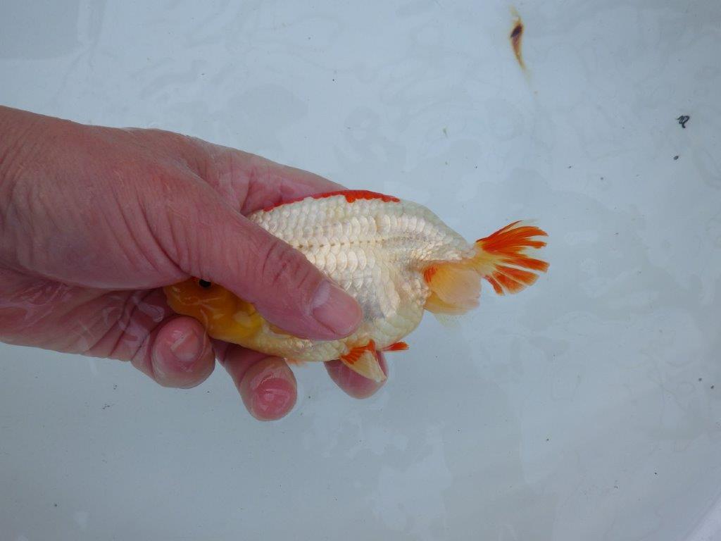 【愛知 石丸満春 氏】独特な色合いが楽しめる　 約14㎝オス？