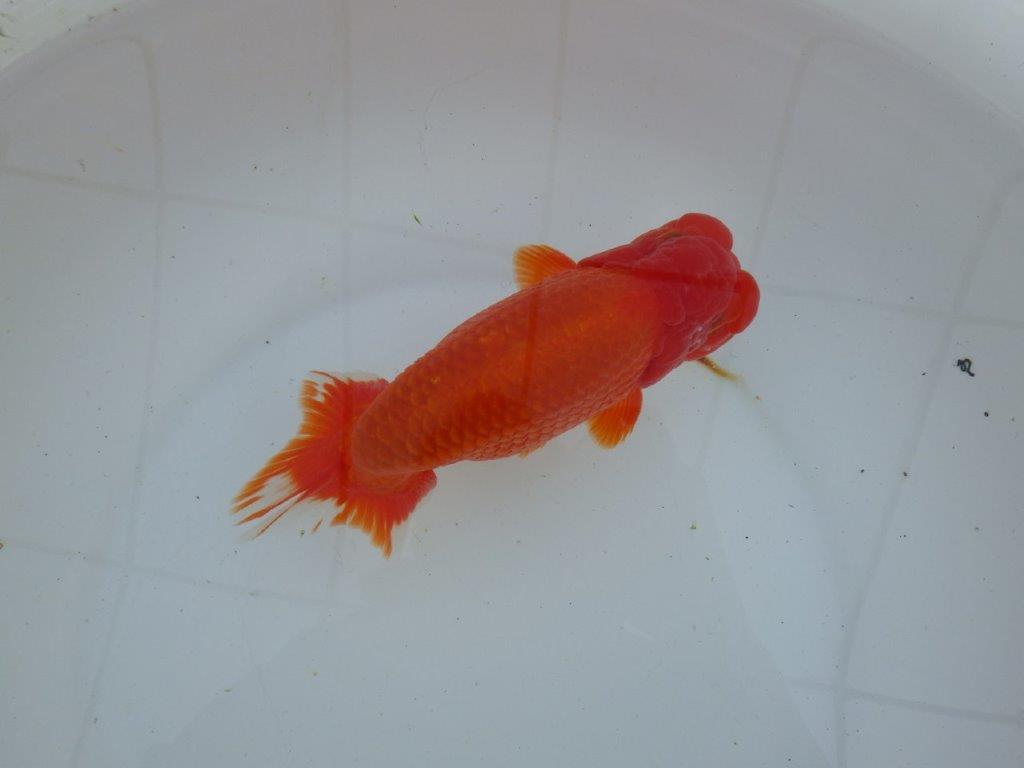 【愛知 石丸満春 氏】大迫力の三歳？らんちゅう　 約18㎝オス？