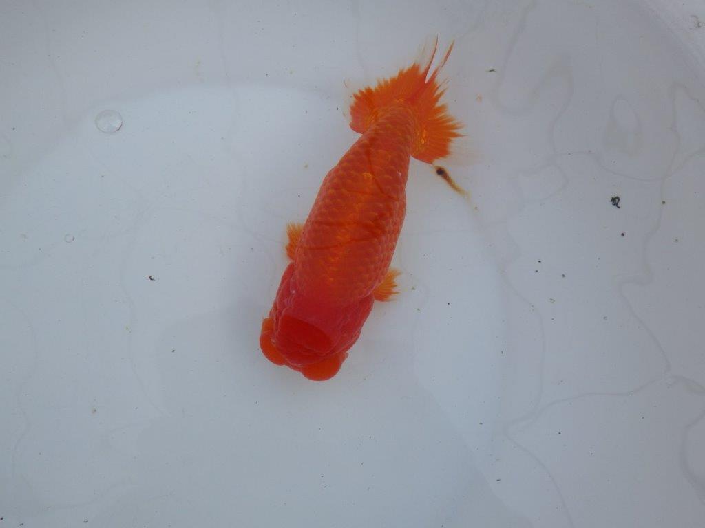 【愛知 石丸満春 氏】こちらも大迫力の三歳？らんちゅう　 約18㎝オス？