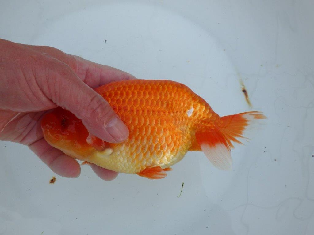 【愛知 石丸満春 氏】こちらも大迫力の三歳？らんちゅう　 約18㎝オス？