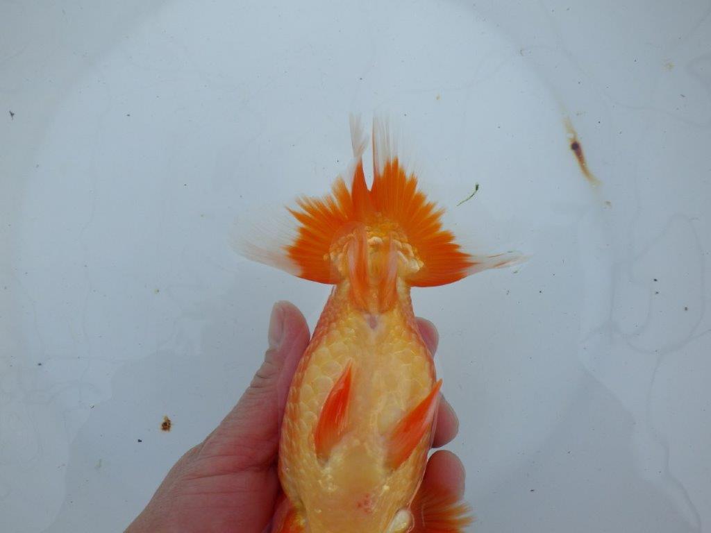 【愛知 石丸満春 氏】こちらも大迫力の三歳？らんちゅう　 約18㎝オス？