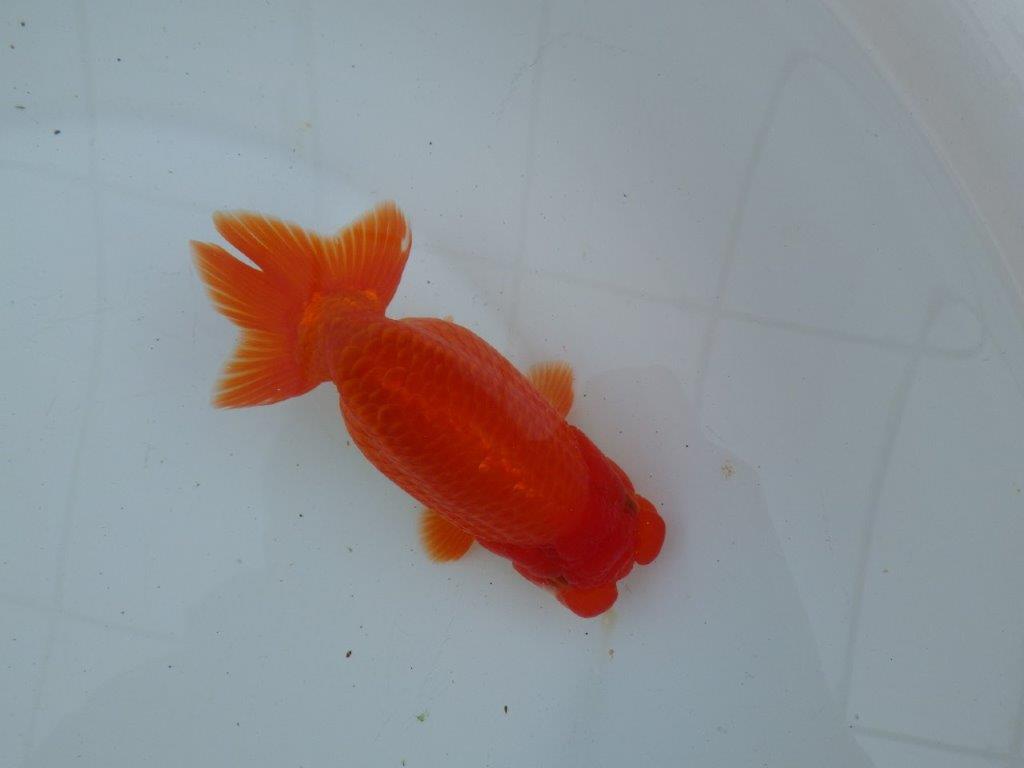 【愛知 石丸満春 氏】種にもお勧めしたい上質らんちゅう　 約14,5㎝オス？