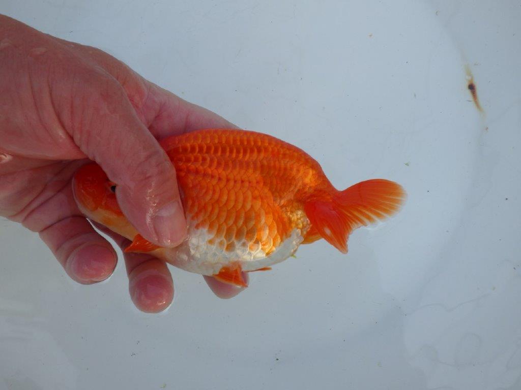 【愛知 石丸満春 氏】種にもお勧めしたい上質らんちゅう　 約14,5㎝オス？