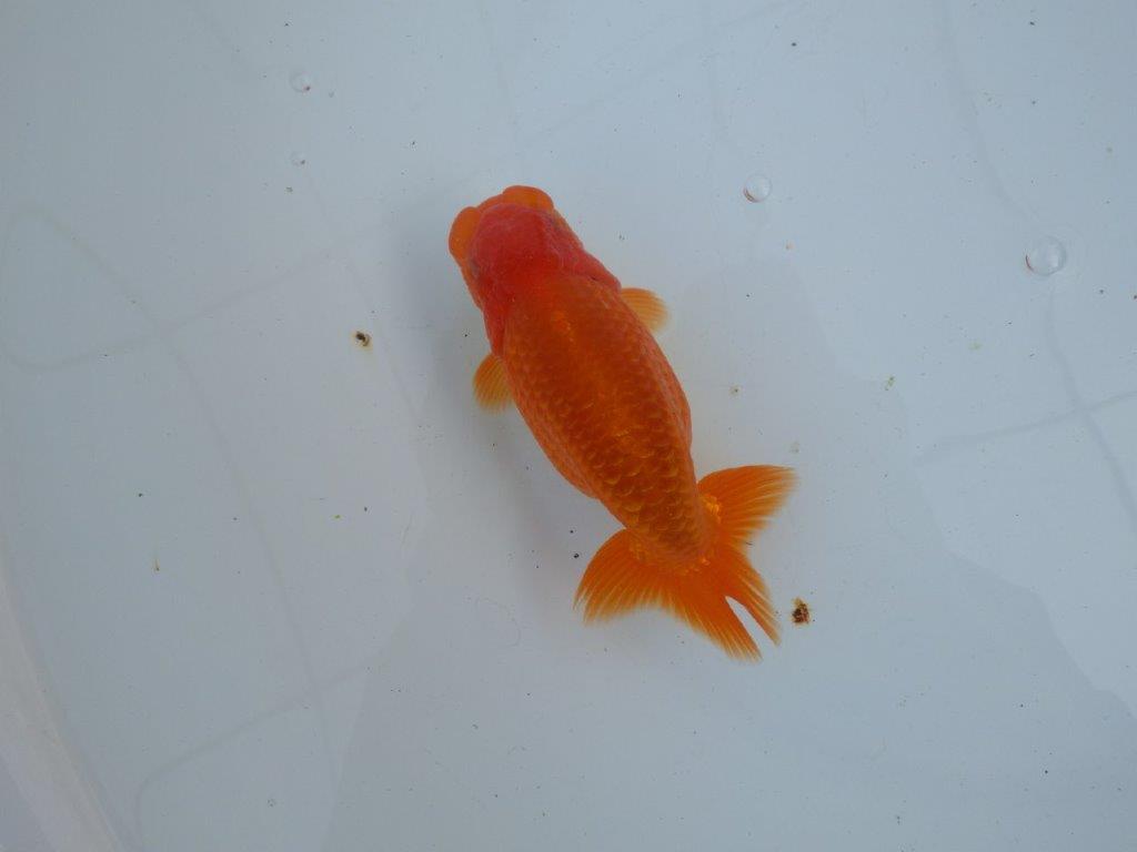 【愛知 石丸満春 氏】素晴らしい雰囲気!上物らんちゅう 約13㎝オス?