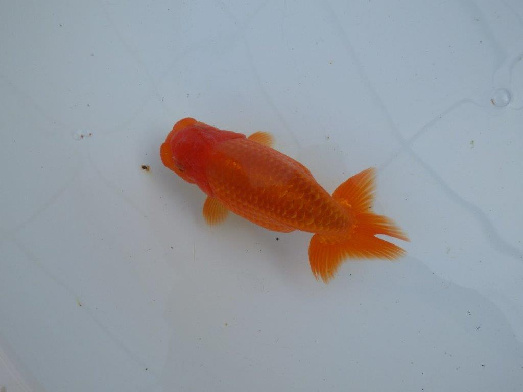 【愛知 石丸満春 氏】素晴らしい雰囲気!上物らんちゅう 約13㎝オス?