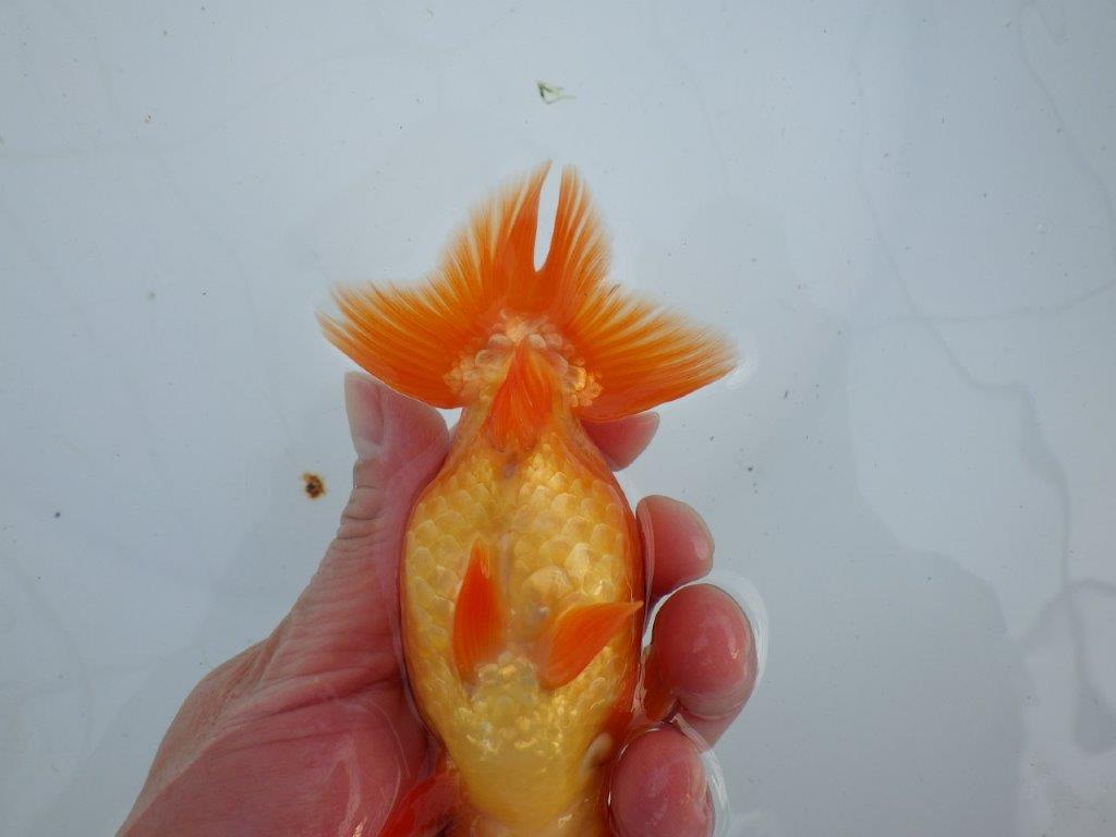 【愛知 石丸満春 氏】素晴らしい雰囲気!上物らんちゅう 約13㎝オス?