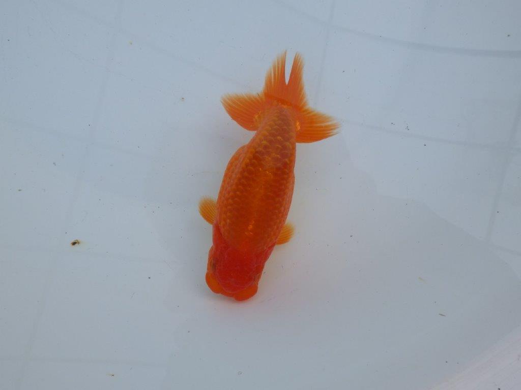 【愛知 石丸満春 氏】素晴らしい雰囲気!上物らんちゅう 約13㎝オス?