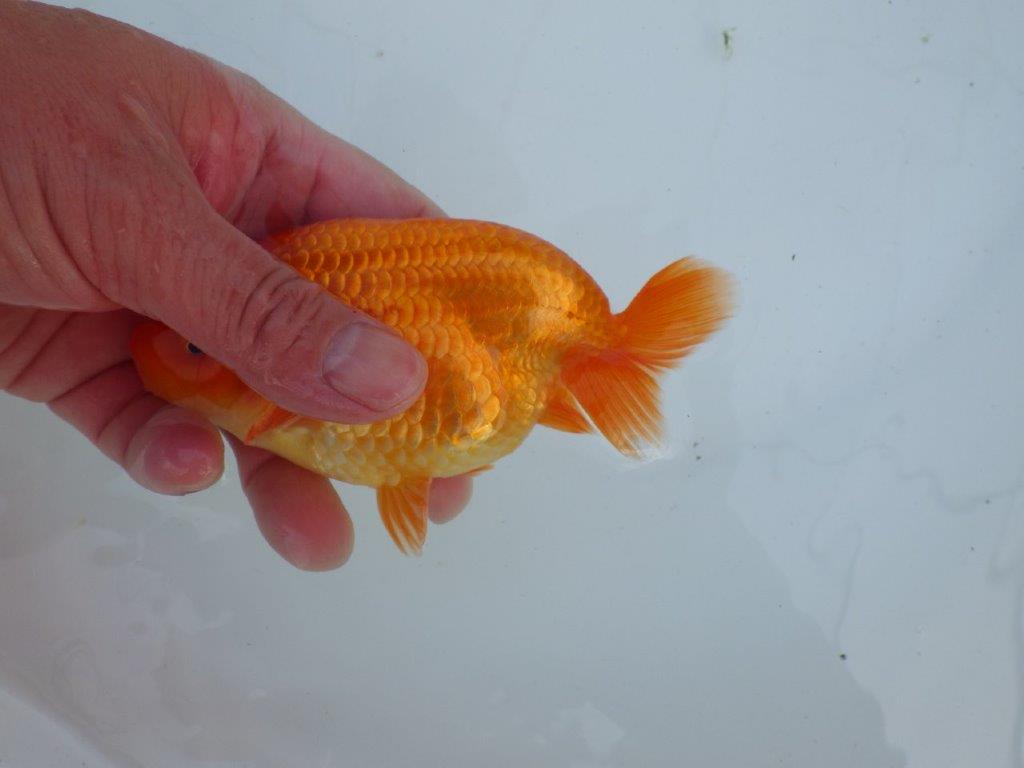 【愛知 石丸満春 氏】素晴らしい雰囲気!上物らんちゅう 約13㎝オス?