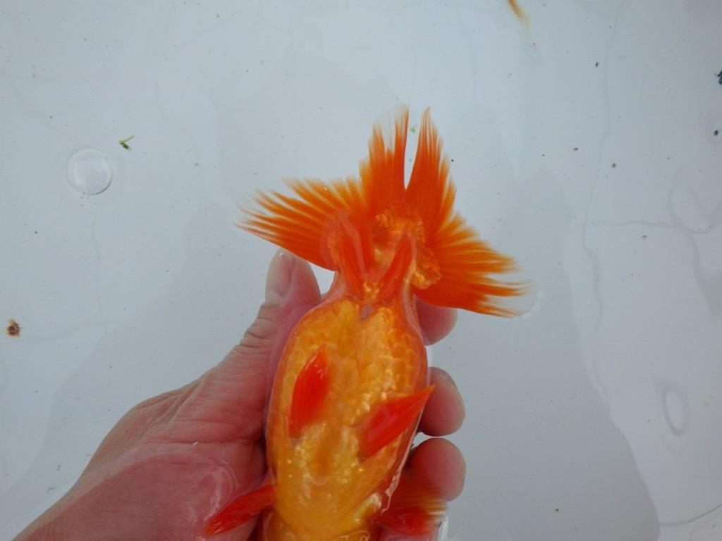 【愛知 石丸満春 氏】上物らんちゅう　 約15㎝オス？