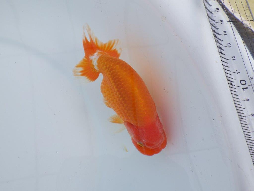 【なおちん金魚氏】成長力のある系統 明け二歳らんちゅう 約14,5㎝ オス 尾型も背も良い