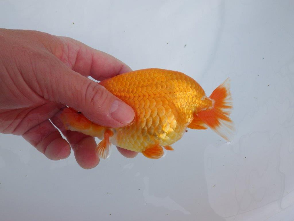 【なおちん金魚氏】成長力のある系統 明け二歳らんちゅう 約14,5㎝ オス 尾型も背も良い