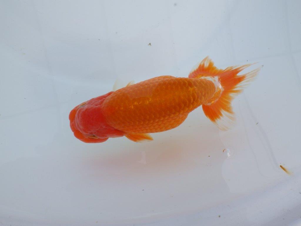 【なおちん金魚氏】成長力のある系統 明け二歳らんちゅう 約14,5㎝ オス 尾型も背も良い