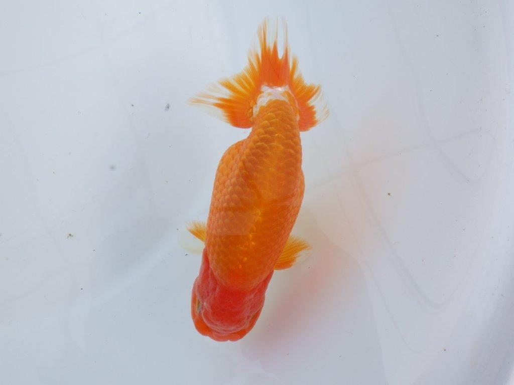【なおちん金魚氏】成長力のある系統 明け二歳らんちゅう 約14,5㎝ オス 尾型も背も良い