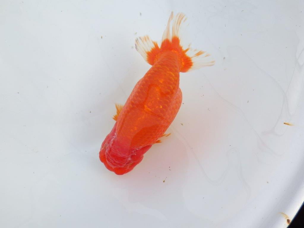 【なおちん金魚氏】成長力のある系統 明け二歳らんちゅう 約17㎝ メス 体高があります！