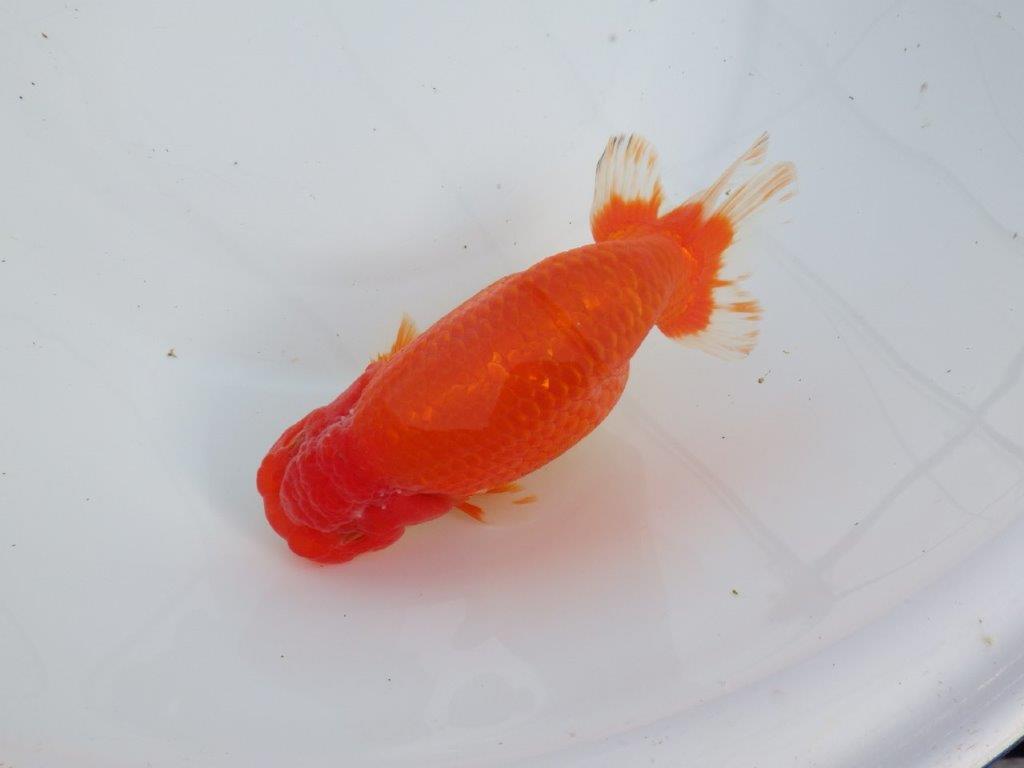 【なおちん金魚氏】成長力のある系統 明け二歳らんちゅう 約17㎝ メス 体高があります！