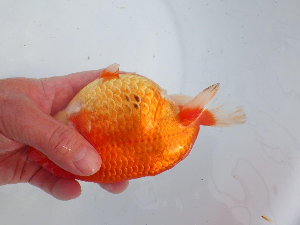 【なおちん金魚氏】成長力のある系統 明け二歳らんちゅう 約17㎝ メス 体高があります！