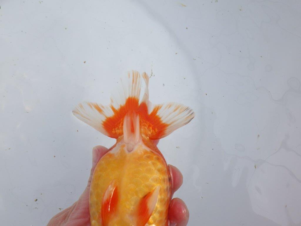 【なおちん金魚氏】成長力のある系統 明け二歳らんちゅう 約17㎝ メス 体高があります！